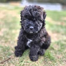 Bouvier Des Flandres - Photo 2