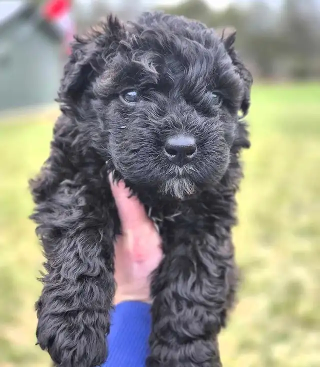 Bouvier Des Flandres - Photo 3
