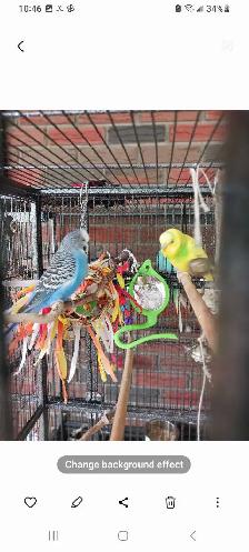 QUALITY  PET  CARE - Photo 4