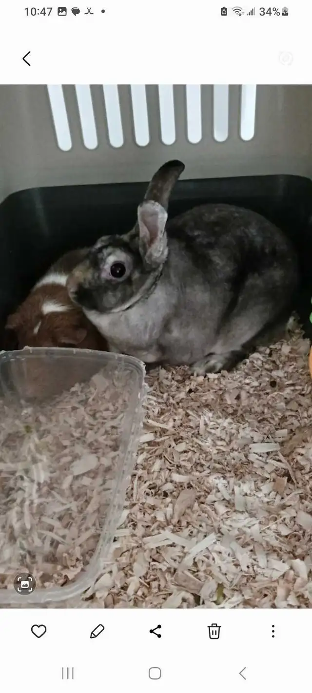 QUALITY  PET  CARE - Photo 5