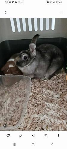 QUALITY  PET  CARE - Photo 5