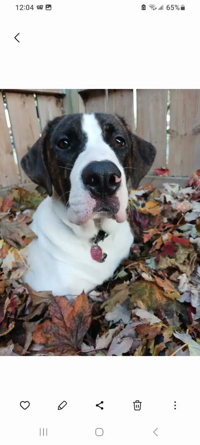 QUALITY  PET  CARE - Photo 7