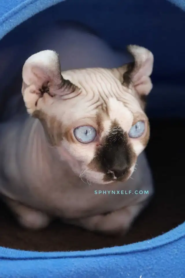 Blue-Eyed Princess Baby Sphynx