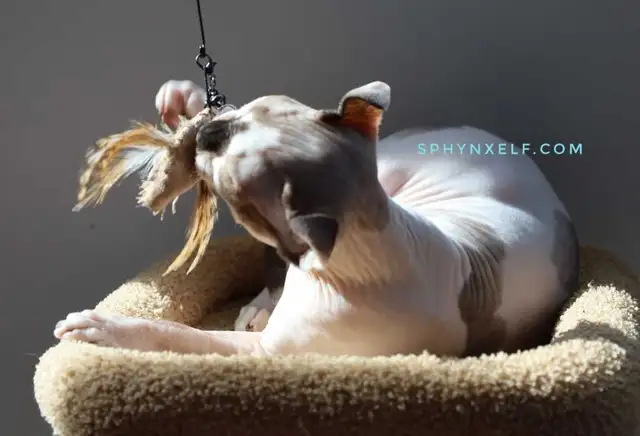 Blue-Eyed Princess Baby Sphynx - Photo 3