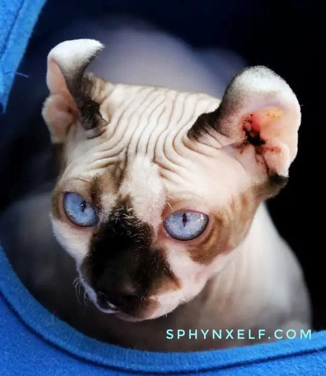 Blue-Eyed Princess Baby Sphynx - Photo 6