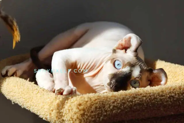 Blue-Eyed Princess Baby Sphynx - Photo 8