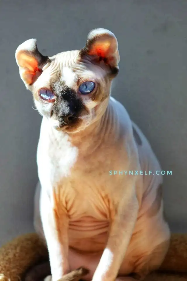 Blue-Eyed Princess Baby Sphynx - Photo 10
