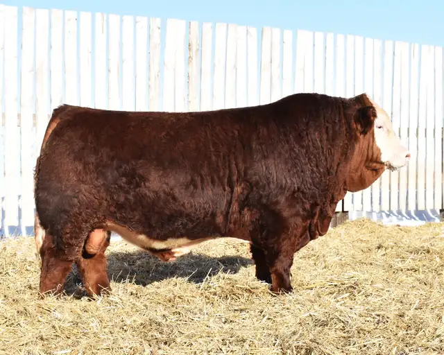 McIntosh Ranch Bull & Female Sale