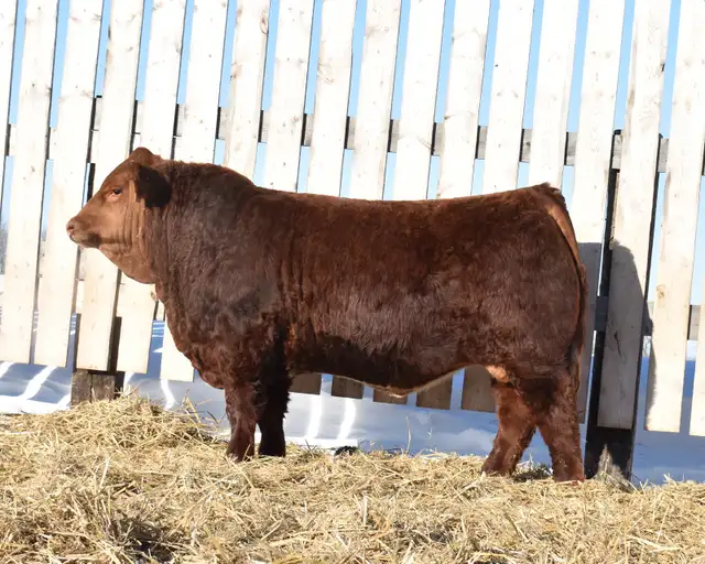 McIntosh Ranch Bull & Female Sale - Photo 2