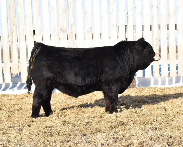 McIntosh Ranch Bull & Female Sale - Photo 4