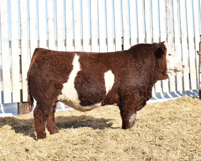 McIntosh Ranch Bull & Female Sale - Photo 5
