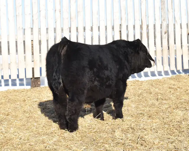 McIntosh Ranch Bull & Female Sale - Photo 6