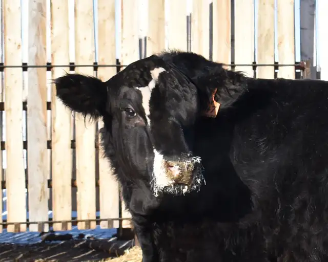 McIntosh Ranch Bull & Female Sale - Photo 7