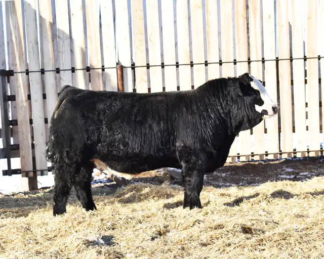 McIntosh Ranch Bull & Female Sale - Photo 8