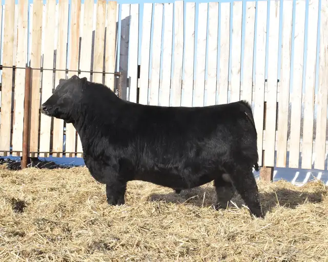 McIntosh Ranch Bull & Female Sale - Photo 10