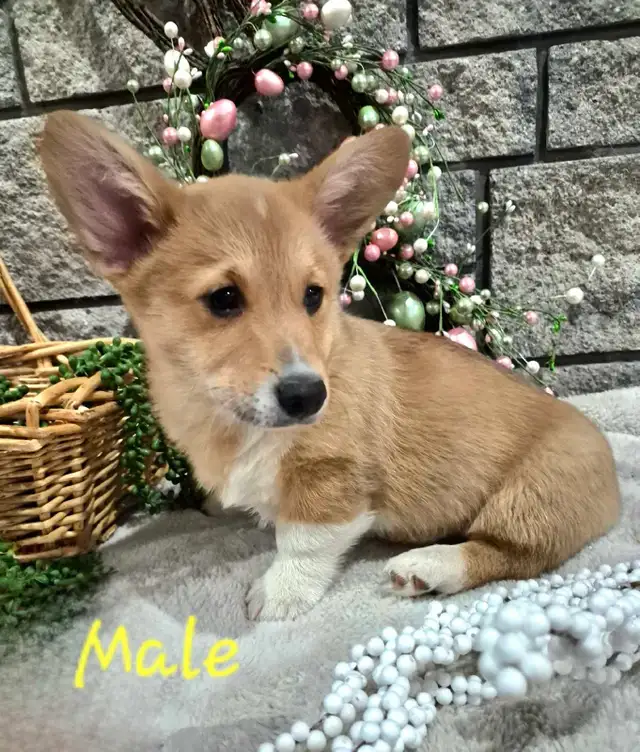 Corgi Puppies! - Photo 2