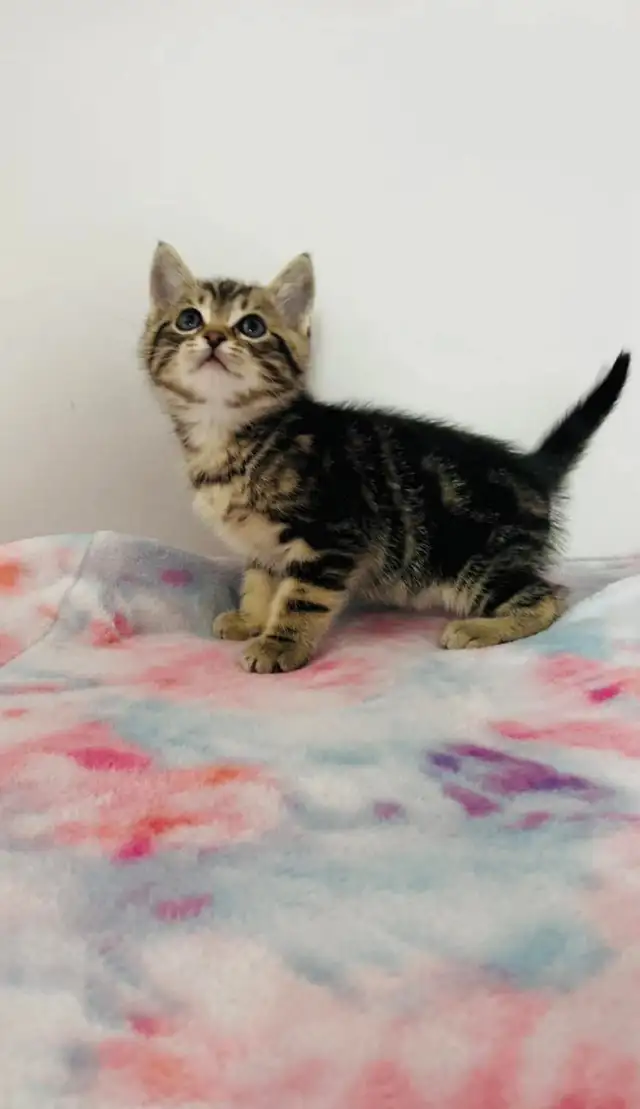 Beautiful marble  male kitten - Photo 2