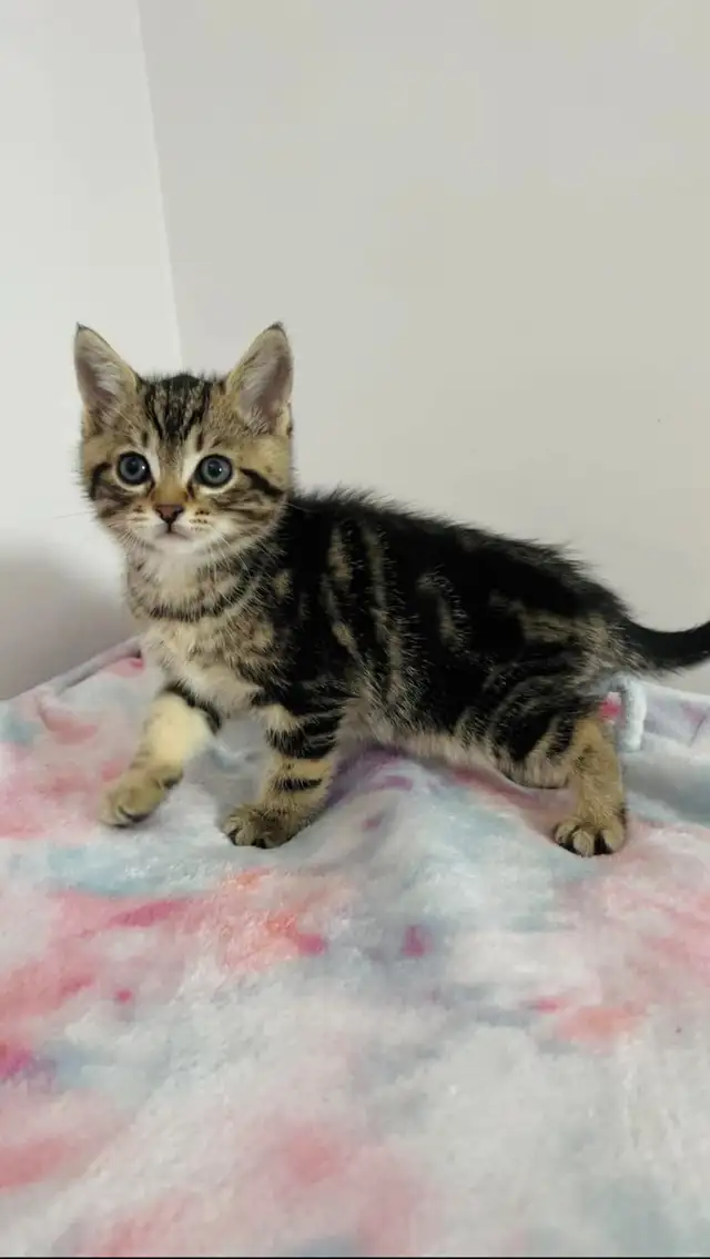 Beautiful marble  male kitten - Photo 7