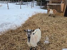 Pygmy goat