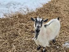 Pygmy goat - Photo 2