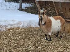 Pygmy goat - Photo 3