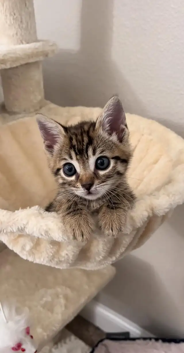 beautiful male marble kitten - Photo 2