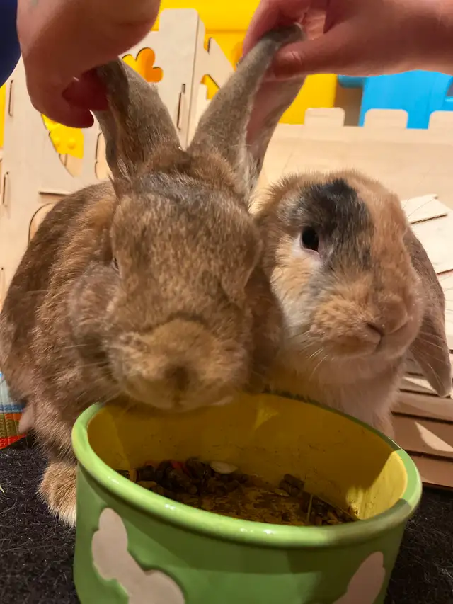 Small Animals Pet Sitting / Boarding - Vet Tech