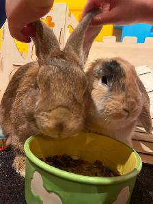 Small Animals Pet Sitting / Boarding - Vet Tech