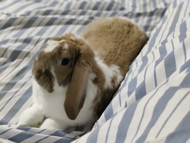 Small Animals Pet Sitting / Boarding - Vet Tech - Photo 2