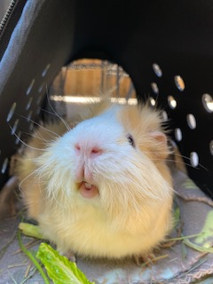 Small Animals Pet Sitting / Boarding - Vet Tech - Photo 3