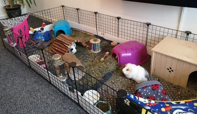 Small Animals Pet Sitting / Boarding - Vet Tech - Photo 4