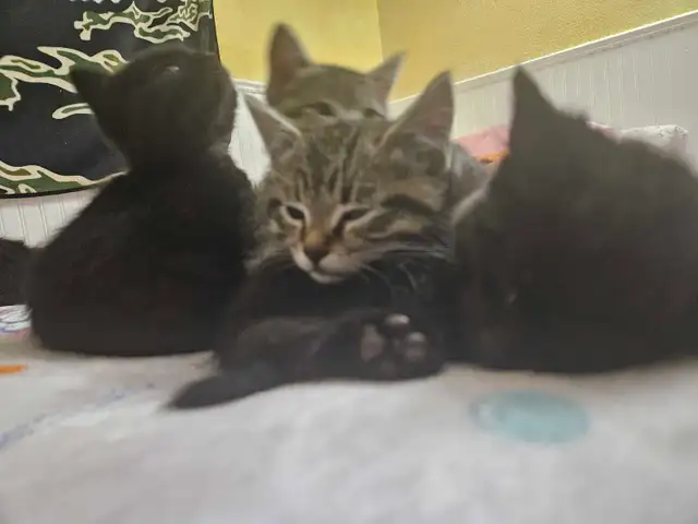 8 Weeks Old Kitten For Sale