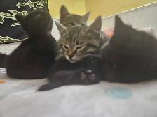 8 Weeks Old Kitten For Sale