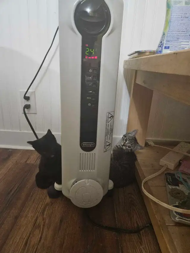 8 Weeks Old Kitten For Sale - Photo 2