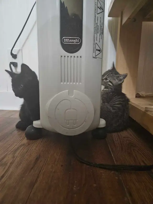 8 Weeks Old Kitten For Sale - Photo 3