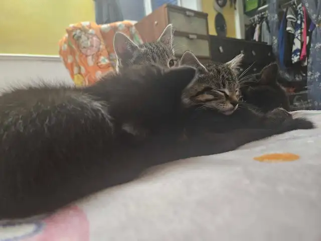 8 Weeks Old Kitten For Sale - Photo 4