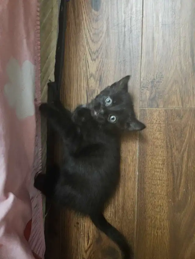 8 Weeks Old Kitten For Sale - Photo 5