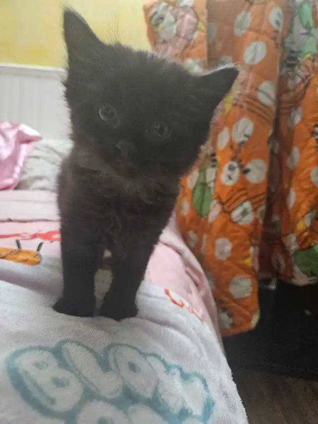 8 Weeks Old Kitten For Sale - Photo 6