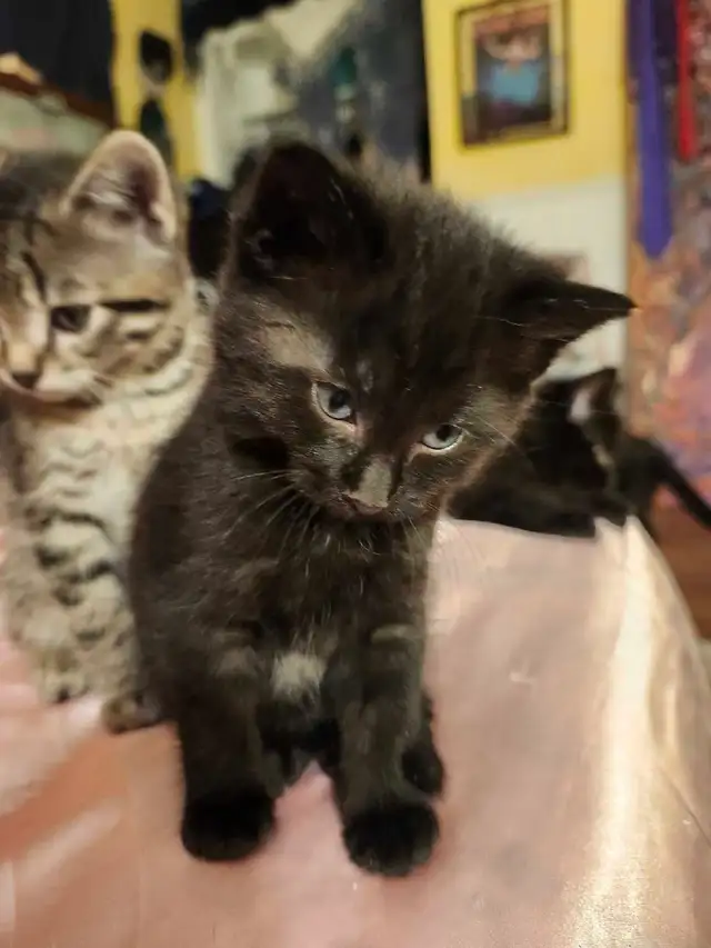 8 Weeks Old Kitten For Sale - Photo 7