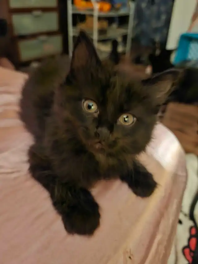 8 Weeks Old Kitten For Sale - Photo 8
