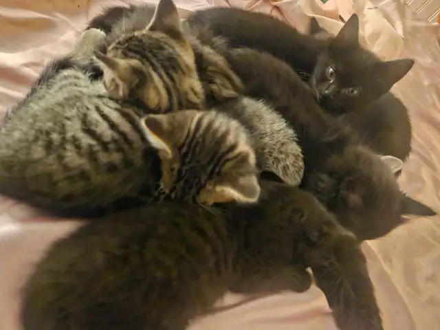 8 Weeks Old Kitten For Sale - Photo 9