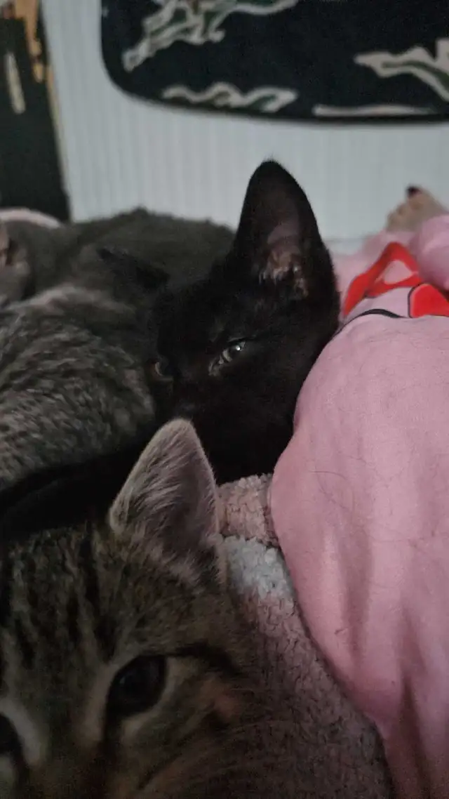 8 Weeks Old Kitten For Sale - Photo 10