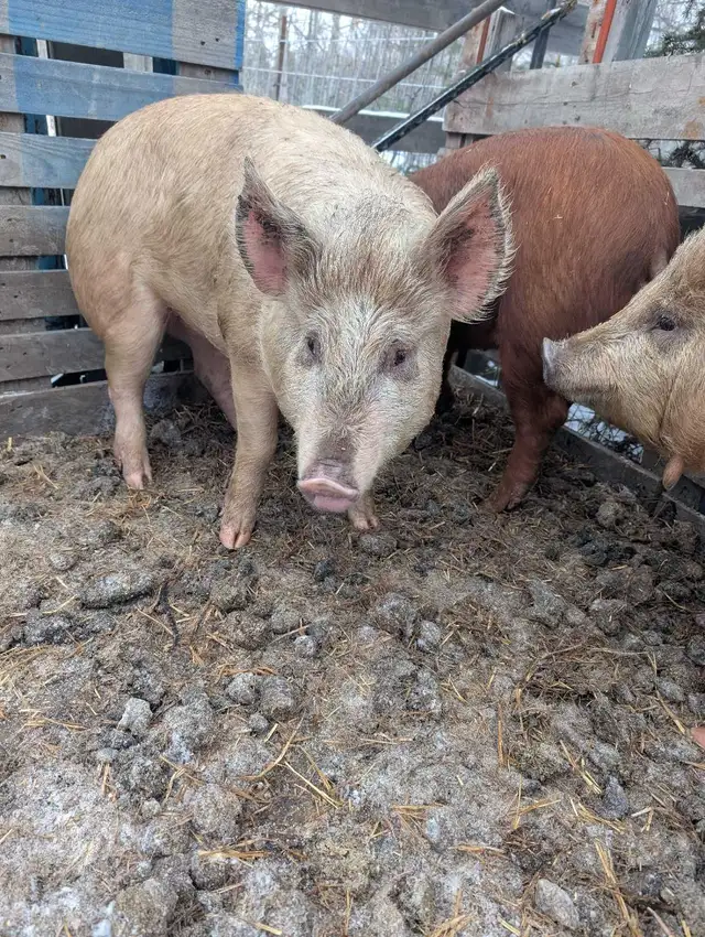 Pigs $3/lb - Photo 2