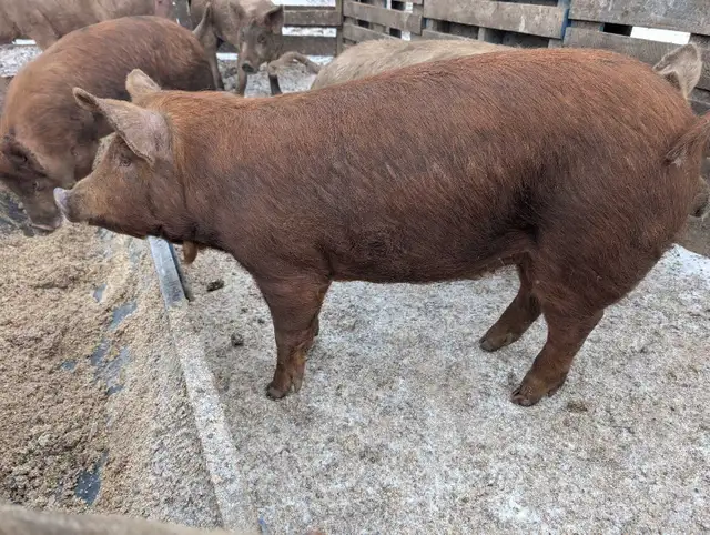 Pigs $3/lb - Photo 3