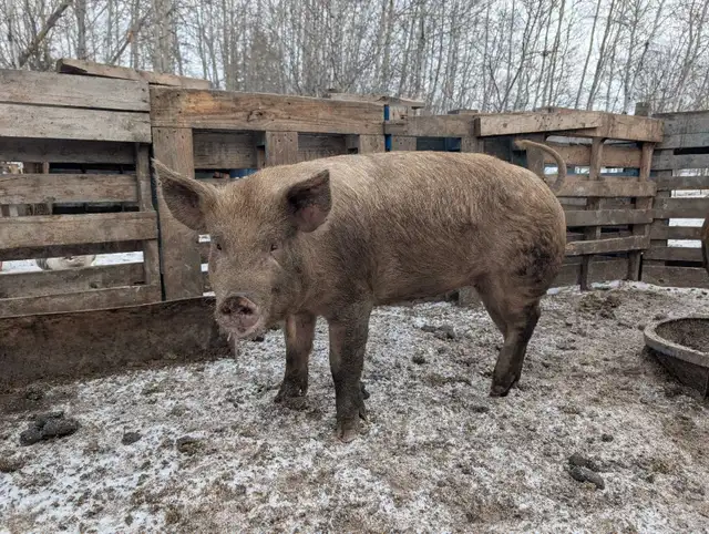 Pigs $3/lb - Photo 4