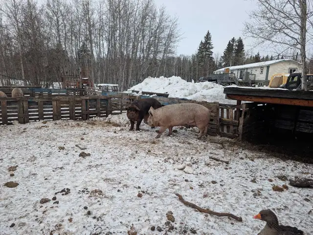 Pigs $3/lb - Photo 5