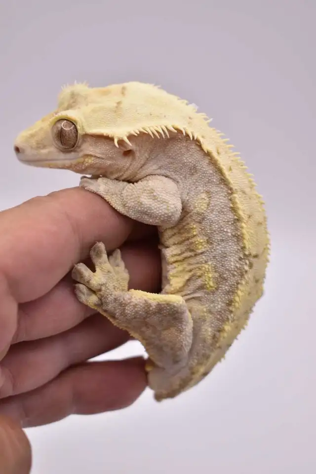 Crested Gecko Male