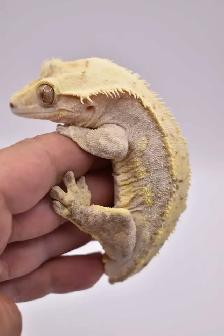 Crested Gecko Male
