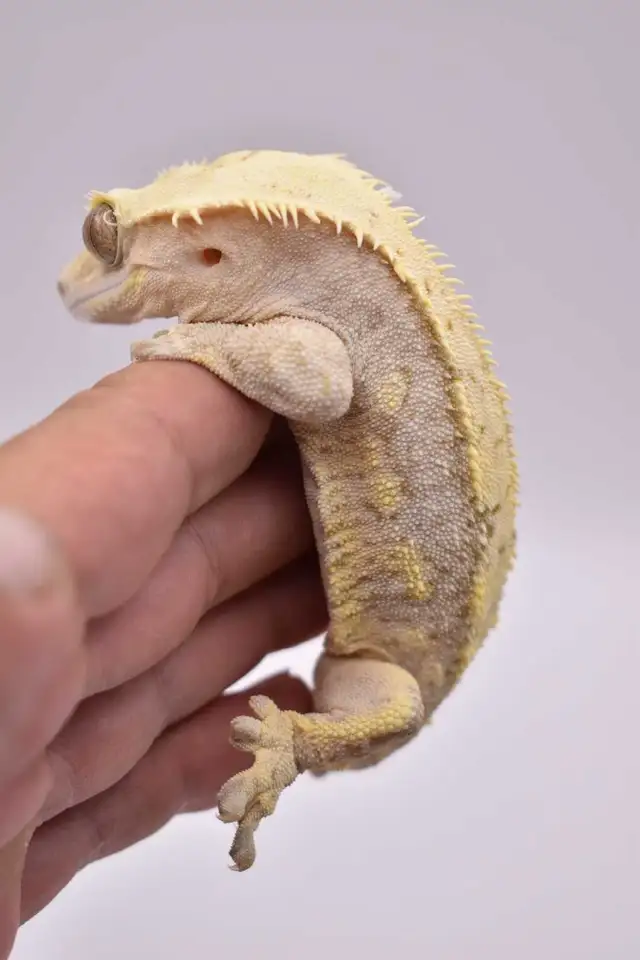 Crested Gecko Male - Photo 2