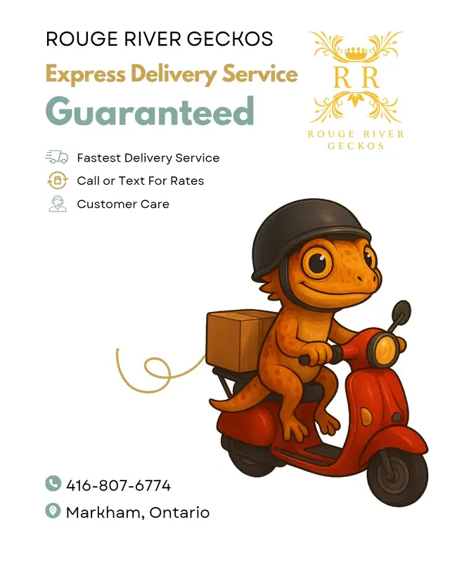 Crested Gecko Male - Photo 4